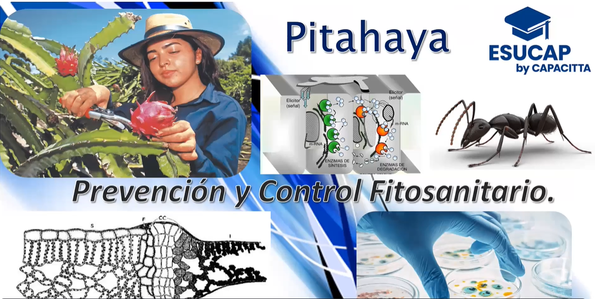 Prevención y control fitosanitario